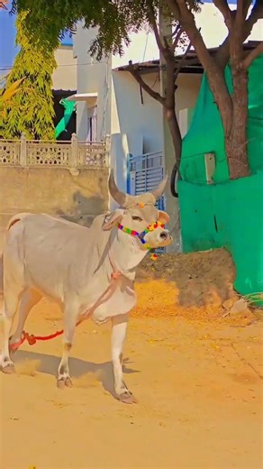 kankarej cow Masti & powerfull mod in oner | kankarej cow playing at farm#short#viral#cow#trending