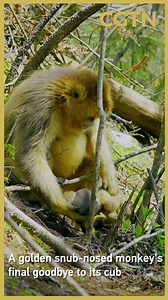 116K reactions · 2.5K shares | Director Liu Yang spent five years filming golden monkeys, then captured this rare, heartbreaking moment: a mother refusing to let go of her dying baby. | CGTN | Facebook