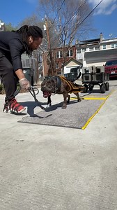 Have to Work On LuKa Being So Hyper At The End He Jumps for Everything 🤣 Weather is Amazing today for Some Short Weight Pulls 🏋🏾🌎 🍱🦆🐷🐸 With Some Frozen @202dogfood Treats | Celo Unique Breed