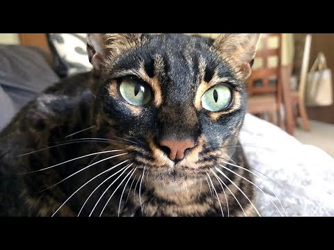 Bengal Cat Meowing Compilation HD