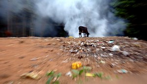 Plastic Pollution Is Killing India's Sacred Cows