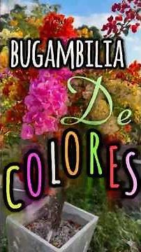 How is this possible? 😱 The SECRET of the Rainbow Bougainvillea 🌈
