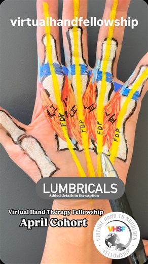 Virtual Hand to Shoulder Fellowship | Lumbrical Muscle Insights 🔹 Anatomy: • Index & middle lumbricals: Unipennate, median nerve-innervated. • Ring & small lumbricals:... | Instagram