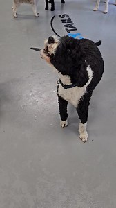 293 reactions · 4 comments | Hudson dedicates this song to his Mom and Dad  titled "Howling for You" with the help of the Intercolonial Street Choir ♥️ Enjoy! #jollytailsintercolonial | Jollytails | Facebook