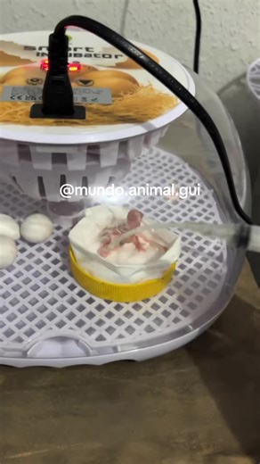 Calopsitas da chocadeira #calopsita #chocadeira #animaisdeestimação #pets #vaiprofy