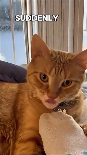 Why Are Some Male Cats More Clingy Than Others?