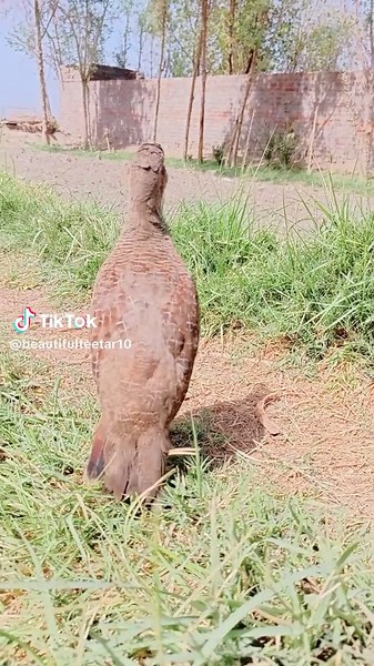 Exploring Teetar Voice and Its Impact on Culture