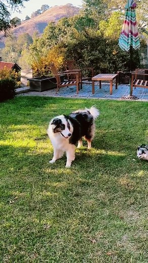 Adorable Puppy Zoomies Compilation