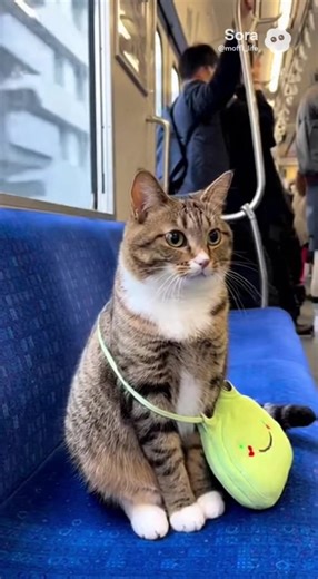 お仕事🐱 #cat #cute #fyp #cafe #もふもふ