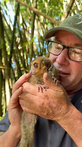 17K views · 947 reactions | This little mouse lemur is one of the smallest of the species - highly endangered due to deforestation on the island of Madagascar!  #conservationmatters #animalworld #nature | Ivan Carter | Facebook