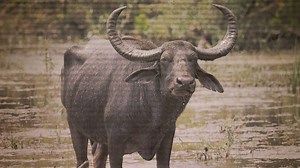 7.4K views · 37 reactions | Burly, shaggy bison (Bison bison), the North American hoofed mammals that, for many people, embody the American West, are often referred to as buffalo. But even though they are in the same family group as Old World buffalo species, bison are not closely related to those species, making the common name "buffalo" misleading. | LiveScience | Facebook
