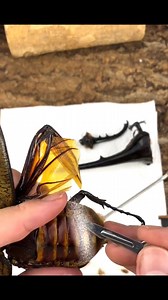 #insect #nature #insects #naturephotography #macro #macrophotography #photography #wildlife #bug #butterfly #naturelovers #bugs #photooftheday #wildlifephotography #insectphotography #entomology #instagood #animals #flowers #animal #outdoors #bee #closeup #flower #butterflies #summer #beautiful #art #garden​ #fbreels #shorts #reelsfypシ | PuthY DIY | Facebook