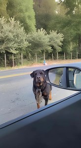 123K views · 4.1K reactions | He walked toward me so slowly, each step looking painful… and in his eyes was a silent plea stronger than any words: “Please… take me away from here.”   Find out what happened next in the first comment  #SecondChanceDogs #RescueHope #PuppyAngels #FromStrayToSaved #BelieveInRescue #RealLifeHeroes #AdoptedAndLoved #RescuedNotForgotten | Rescue Heartline | Facebook