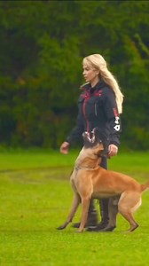 Unlock the secret to a calm and obedient pup with the Dog Calming Code. 🐾✨ Visit this link : - https://bit.ly/we-dog-trainer . . . . . . DM for credit or removal request (no copyright intended) ©️ All rights and credits reserved to the respective owners . #dogtraining #hundesport #dogsport #hundetraining #workingmalinois #unterordnung #obedience #unterordnungstraining #obediencedog #dogobedience #dogsports #doghandler #doghandling #igpdog #DogTraining #ReactiveDog #DogBehavior #DogHealth #Teena