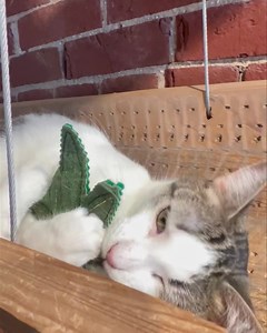 River Kitty Cat Cafe on Reels