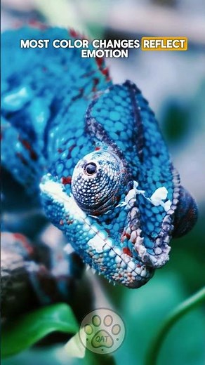 Why chameleons really change color 🦎