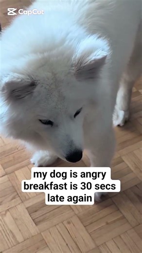 Samoyed Dog is Angry as breakfast is late #samoyed #dogfood #cutedog