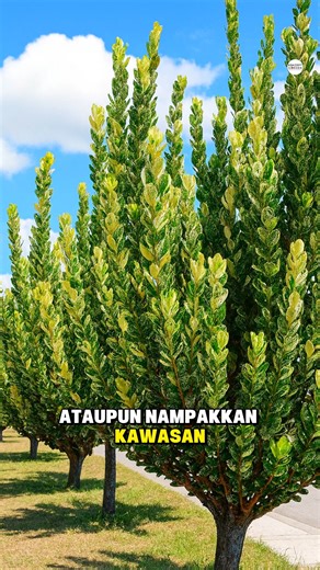🌳 Happiness Tree – Natural Beauty Privacy 🌳 Maryam shares why this tree is a favourite for many gardens in Malaysia. ✔️ Can grow tall & slim — perfect as a natural privacy screen 🌿 ✔️ Thrives in Malaysia’s hot & humid weather ☀️ ✔️ With the right fertilizer like EZGrow Bloomix, the leaves stay green and healthy all year round 🌱✨ Nak garden lebih private & sejuk mata memandang? The Happiness Tree is the way to go! 📲 WhatsApp us at 016-666 6566 to get yours. | Konzept Garden