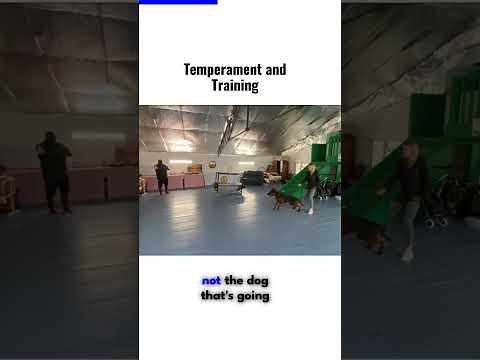 TEMPERAMENT AND TRAINING CHINESE RED DOG