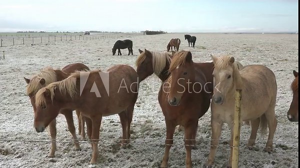 Horses in Iceland. Wild horses in a group. Composition with wild animals. 4K. Wildlife in nature.