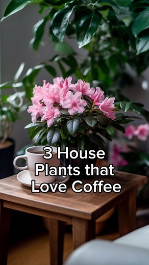 3 House Plants that Love Coffee! ☕🌿 African Violet: Thrives with coffee and water for the best growth. Azaleas: Blooms profusely with coffee grounds. Jade Plant: Keeps color vibrant and encourages thick stems. #Houseplants #CoffeeLovers #GreenThumb #PlantCare #GardeningTips | RootGrowings