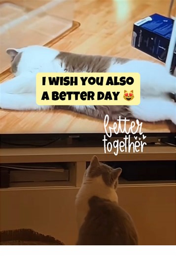 Better Together 🐈😻 Just saying “Hi” back to You and sharing pure playful cat moments #britishshorthair #happy #foryoupage❤️❤️