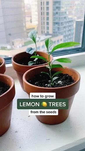 Growing a Lemon Tree From Seeds - 3 Month Update!