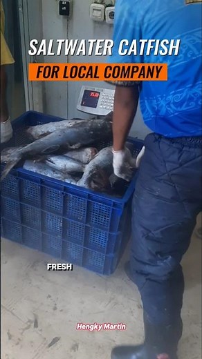 Saltwater Catfish Delivery: From Cold Storage to Freezer Truck! #Catfish #Seafood