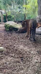 54K views · 1.6K reactions | Marni, our female Sumatran Tiger, and Ninka, our Maned Wolf, each got their paws on an ostrich egg. These clever solitary hunters had the best time sniffing, pawing, and exploring their intriguing new enrichment - each in their own unique way! While they prefer hunting alone, Marni and Ninka both proved today that curiosity looks good on everyone. Come and see them in action! | Adelaide Zoo | Facebook