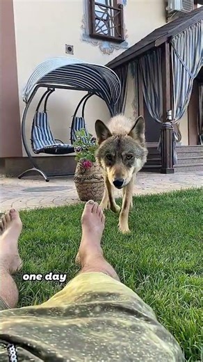 Pregnant Man’s Wolf Becomes Aggressive After Losing Mate #animals #wolf #friendship #cute #shorts