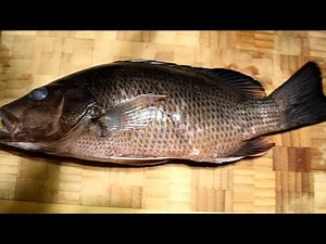 CATCH, CLEAN, & COOK - Mangrove Snapper & Sheepshead