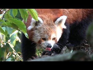 Red Panda - Zoo Brno