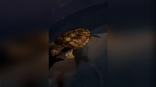 Kleines Wunder auf Sylt: Junge Meeresschildkröte strandet auf Kampen