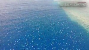 71K views · 2.6K reactions | Scientists use drones to capture accurate surveys and incredible footage of nesting turtles.  | NBC4 | Facebook