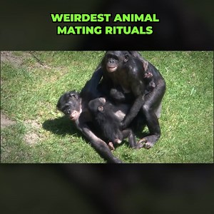 757K views · 3.5K reactions | Nature's Passion: Animal Mating Rituals Gone Crazy | Animalogic | Facebook