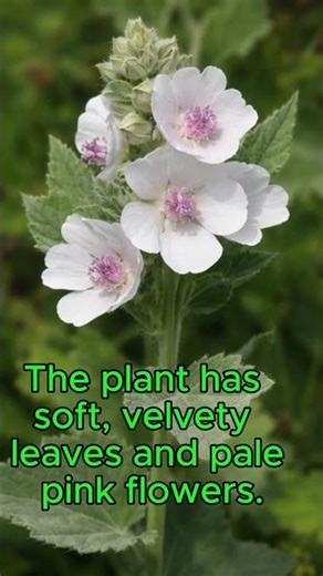 What Is Marshmallow Root? #traditionalmedicine #marshmallowroot