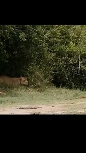 21K views · 225 reactions | Hunting Strategy for a sleek lioness. Swift and fast Book your safari with us. #reels #maasaimaranationalreserve #safari #safaribooking #lion #hunting #lionness | Dosasha Tours & Safaris | Facebook