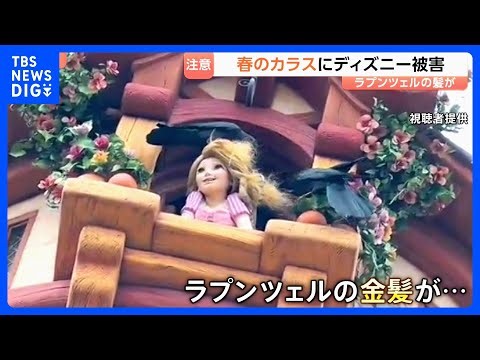 Beware of crows in spring! They've caused train delays and even DisneySea... Nest building has le...