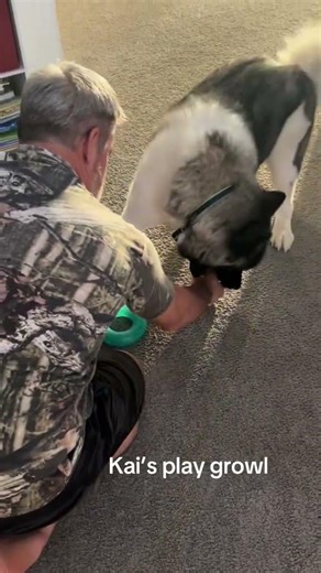 Kai’s play growl #akitaworld #dogmom #puppy #growling #foryou