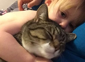 Cat missing after jumping into van