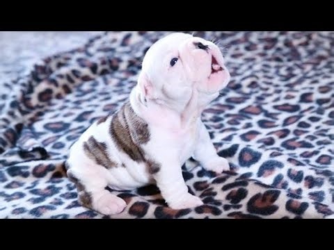 Adorable Puppies Howling For The First Time ! Cute Baby Animals