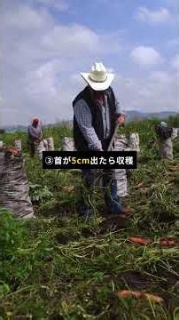 🥬 Growing Daikon Starts with the Soil! 3 Steps to Foolproof Results