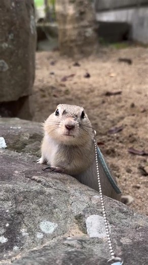 Exploring the Fascinating Life of Ground Squirrels