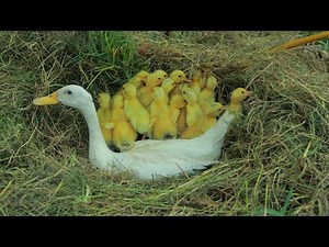 Amazing 50 Baby Ducks Hatching in Real Time - One Nest Hatching a Lot Of Baby Ducks