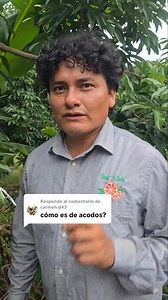 1.7K reactions · 58 shares | Asi es como se hace un ácodo aereo de litchi   #reelsviralシ #lobonitodelcampo #viralreelsシ #Agriculture #satisfying #campo #Ingerto #parati | Manuel Dominguez Dinorin | Facebook