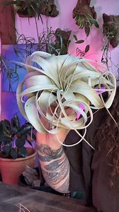 6.2K views · 228 reactions | Episode 21 of 30 plant projects:...