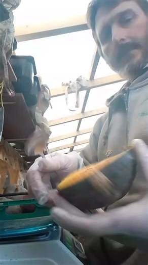 Finally, I'm able to harvest some of the Desert Spirit winter squash seeds. They're a well known Landrace that we've grown as part of a crowd breeding project through the Gaia Foundation's Seed Sovereignty programme, and the squash is in this week's veg bags. We import too many of our seeds into the UK, which are often grown faraway, and in need of chemicals to get to the supermarket shelf. We've lost over 90% of our seed diversity, and agri-chemical companies seem to have control so we're oppos