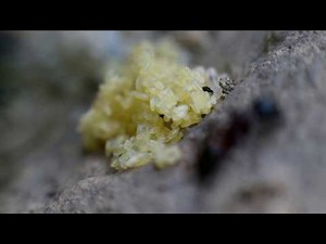 Carpenter ants eggs and larvae