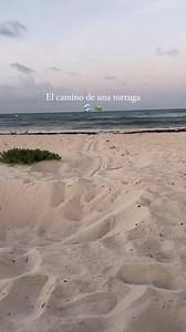 Así se ve el camino qué pasa una tortuga marina para poner su nido 🐢🪹 | Biólogos De Nacimiento