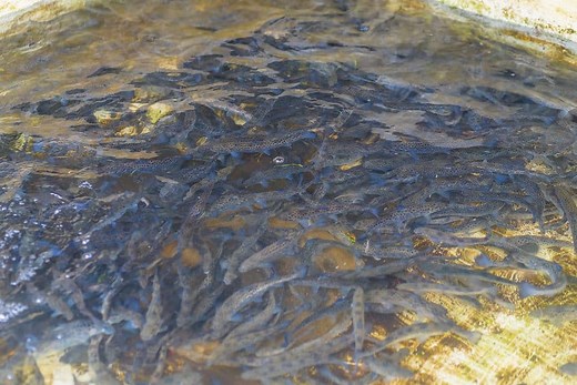 Deep Water Aquaponics Systems (Easy Guide)